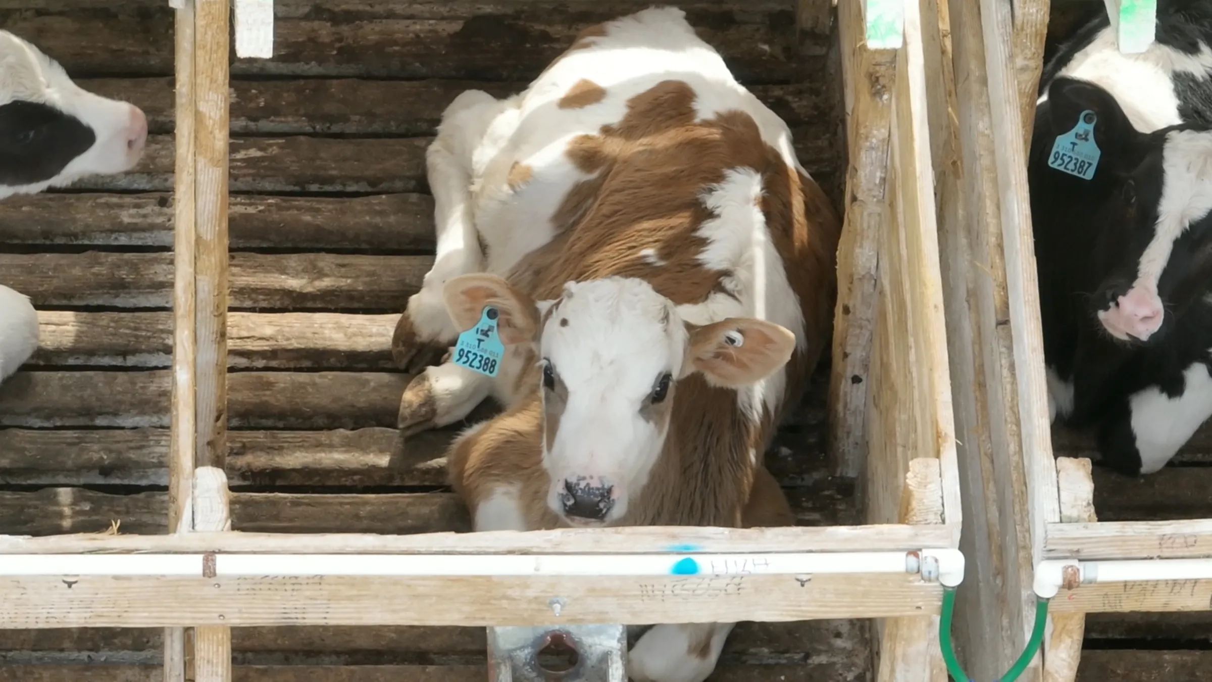 three young calves with teal tags on their ears are laying down in very small wooden stalls