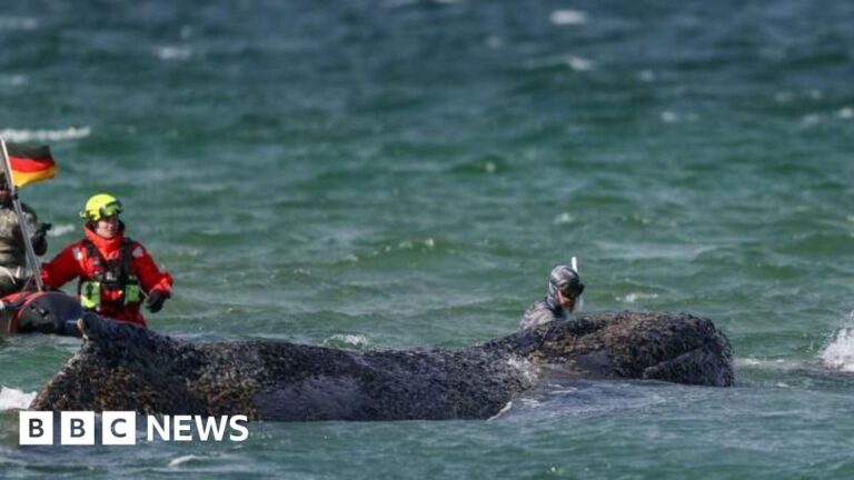 Whale swims for freedom after big German rescue effort on Baltic coast
