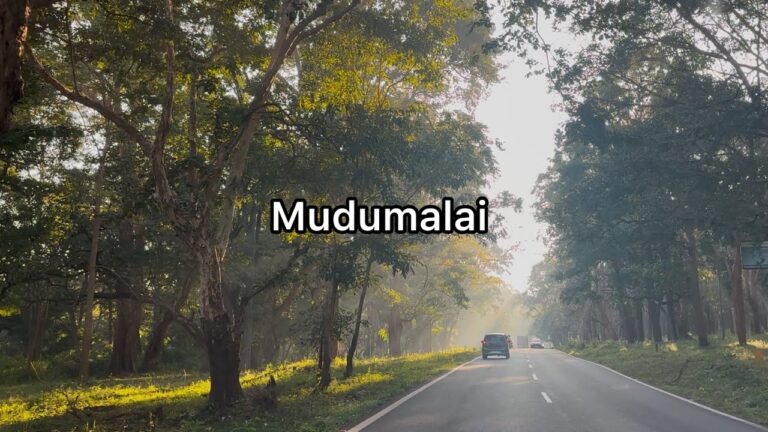 Mudumalai Tiger Reserve travel | 4K