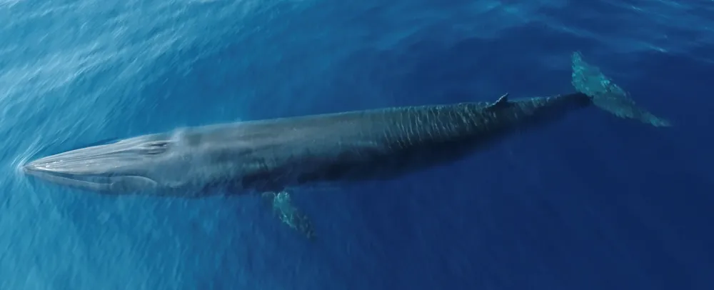 a whale under the ocean’s surface