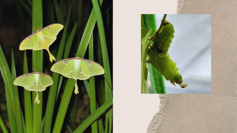 The Luna Moth that Saved Me