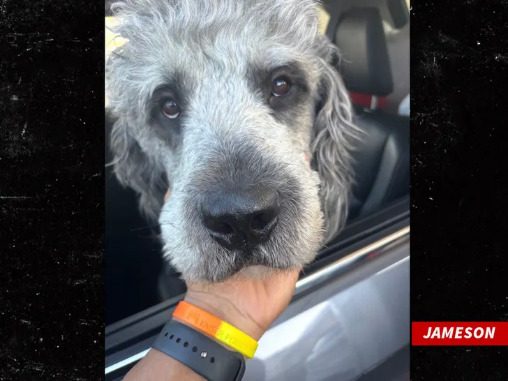 jAMESON the dog 3