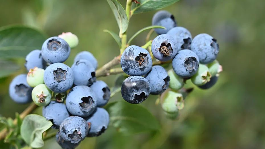 Blueberries