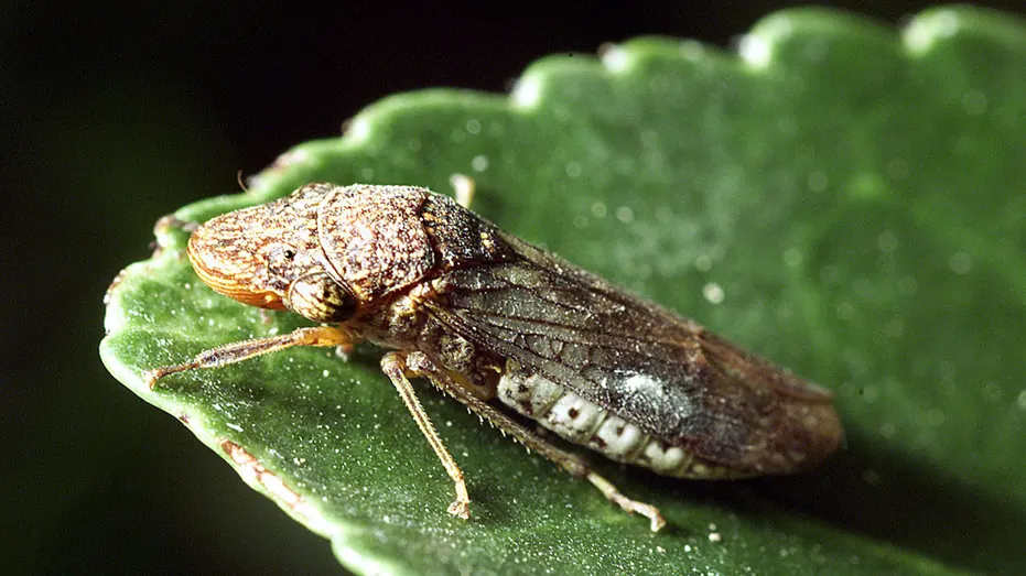 glassy-winged sharpshooter on a green leaf