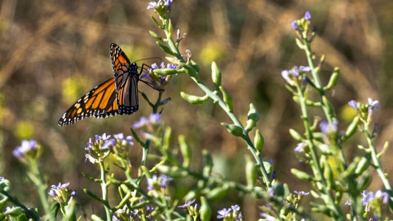 Trump Administration Scales Back Endangered Species Protections—Again