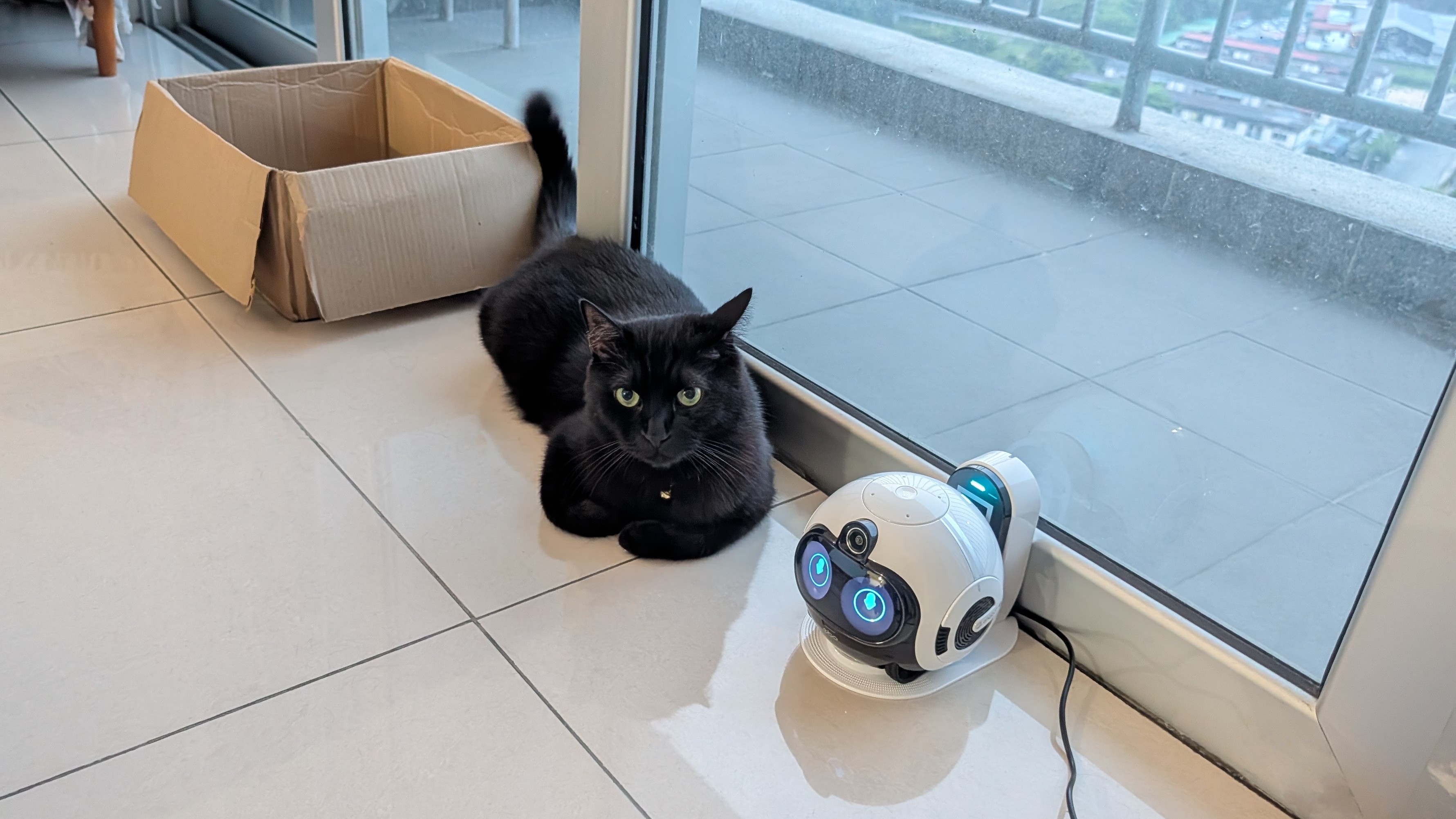 Enabot EBO Max family bot and a black cat in a house
