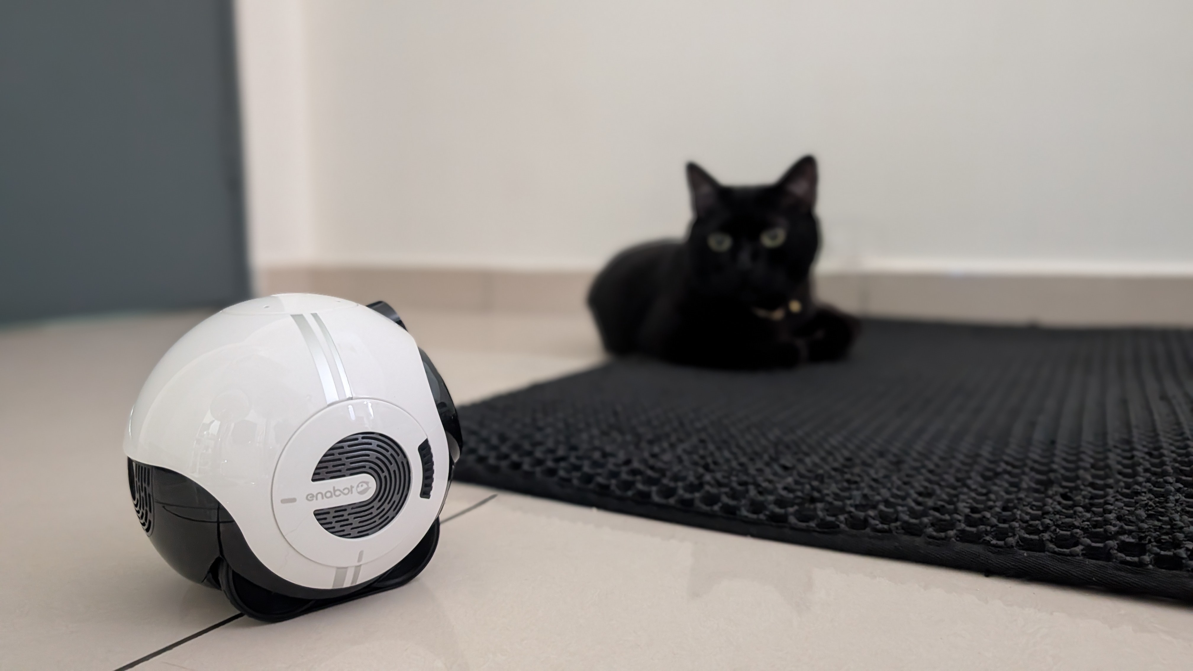 Enabot EBO Max family bot and a black cat in a house