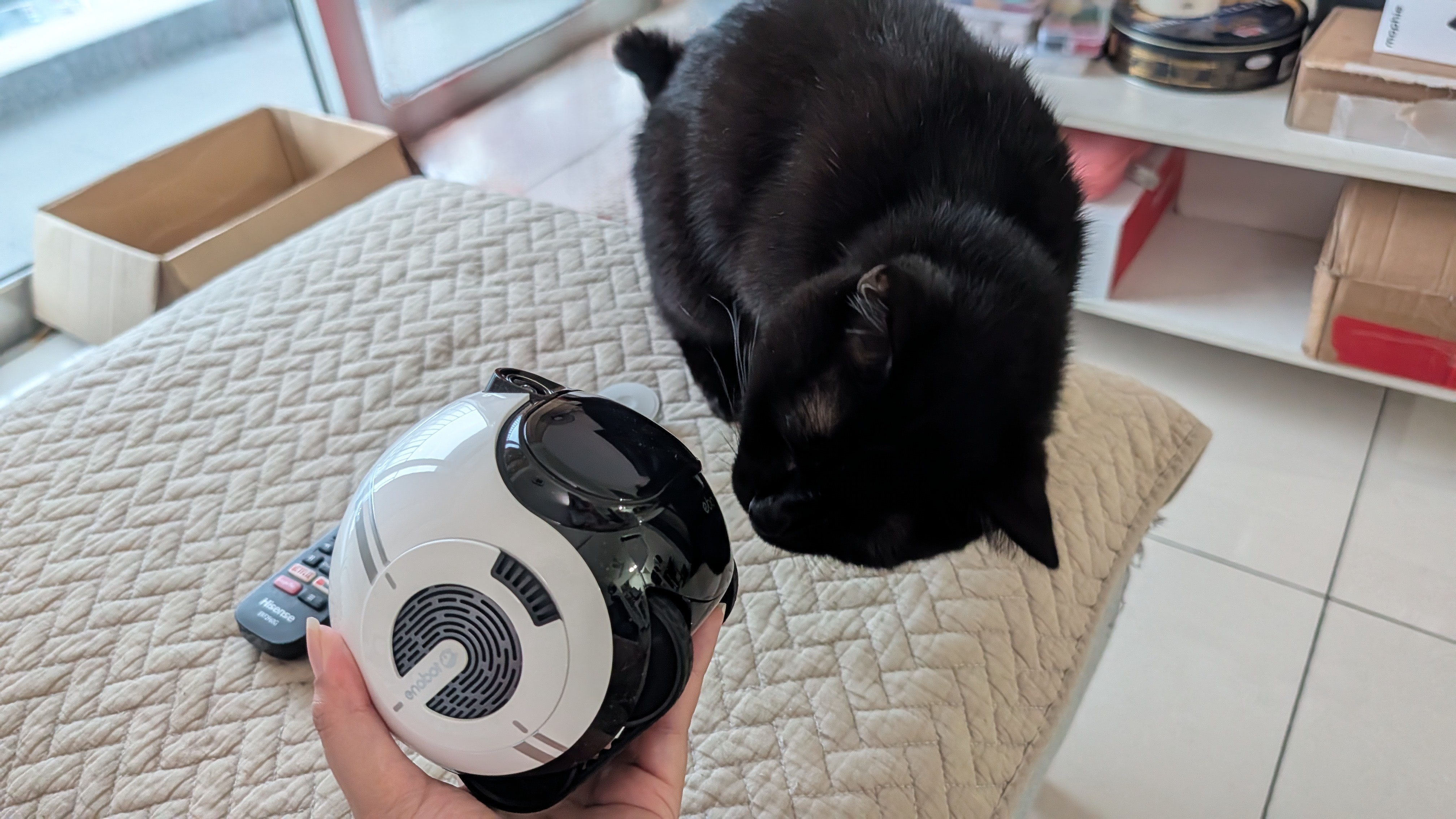 Enabot EBO Max family bot and a black cat in a house