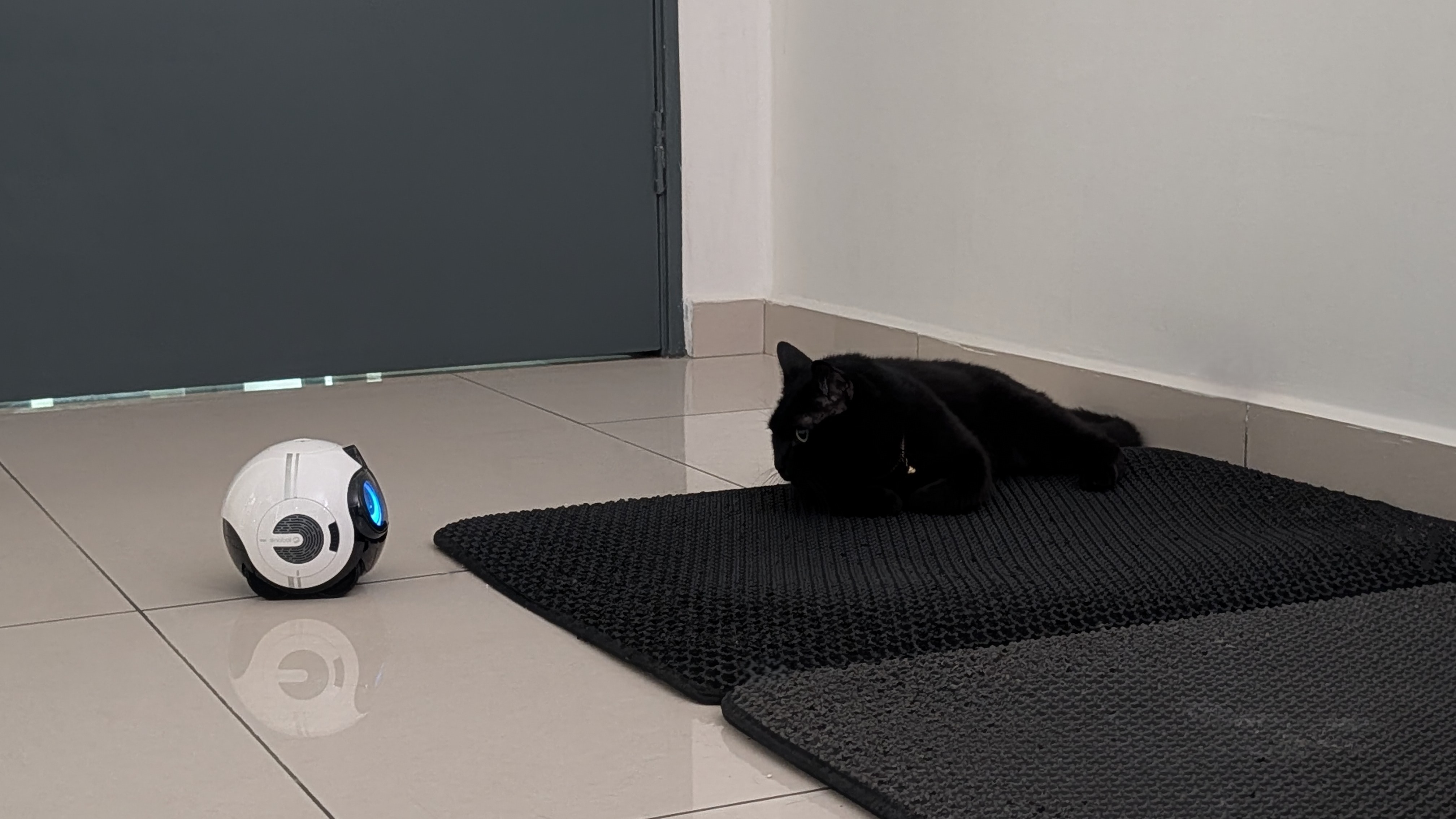 Enabot EBO Max family bot and a black cat in a house