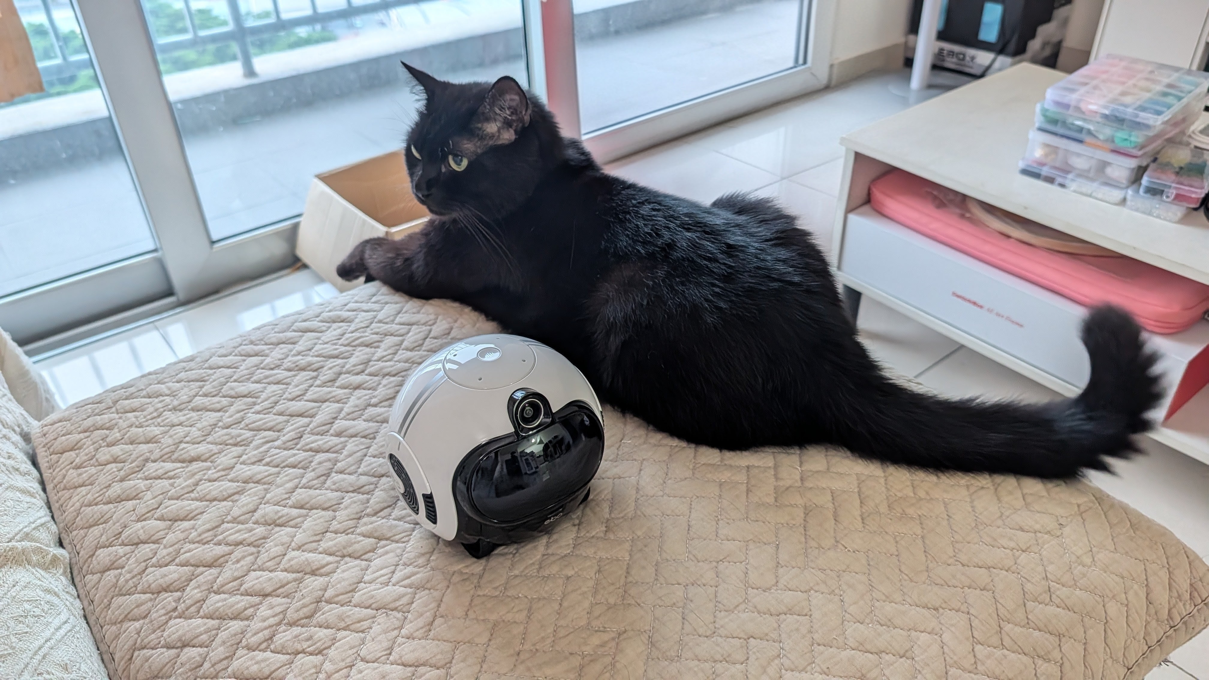Enabot EBO Max family bot and a black cat in a house