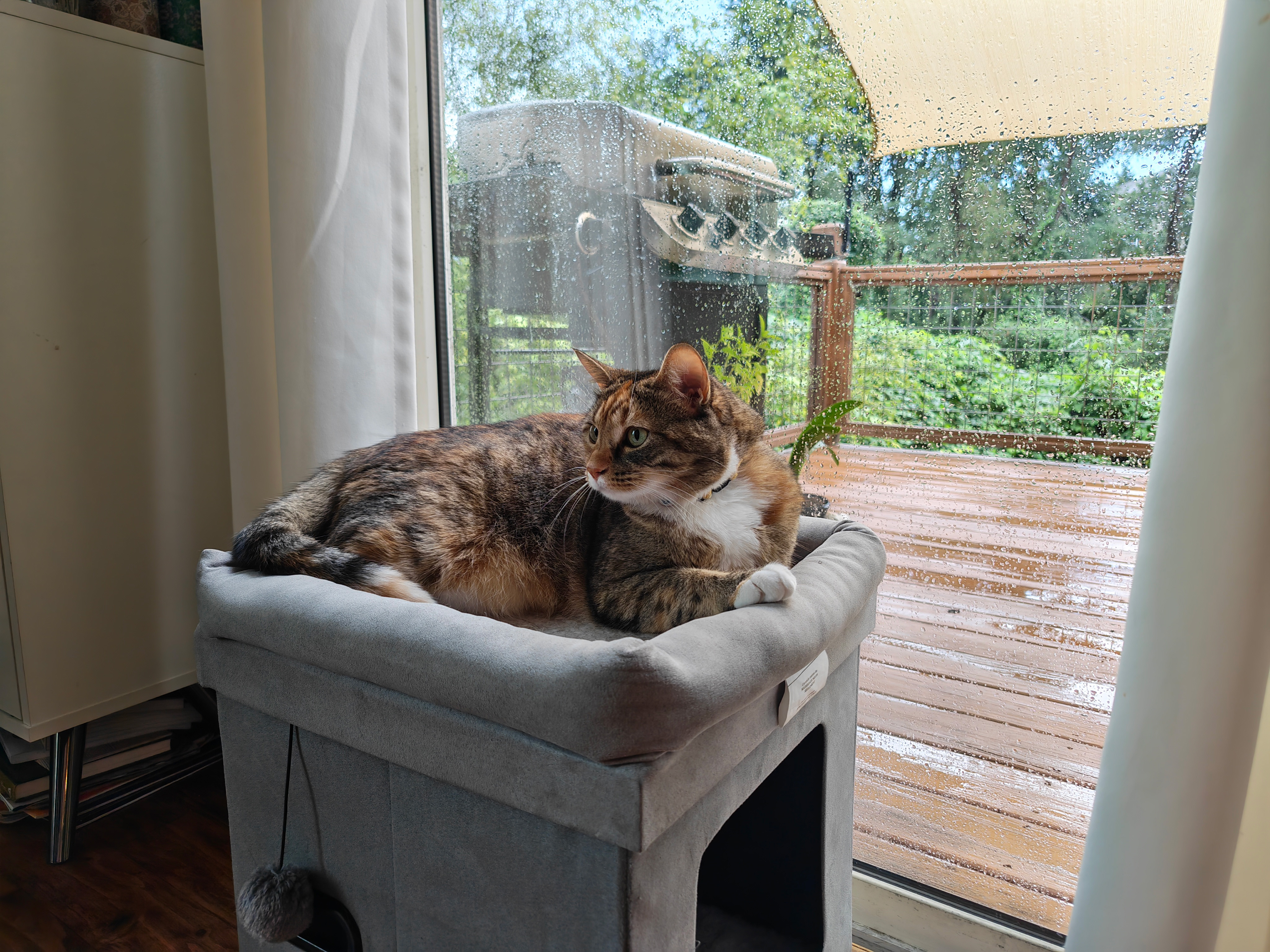 Photo samples of a cat taken from the Honor Magic V6's main camera