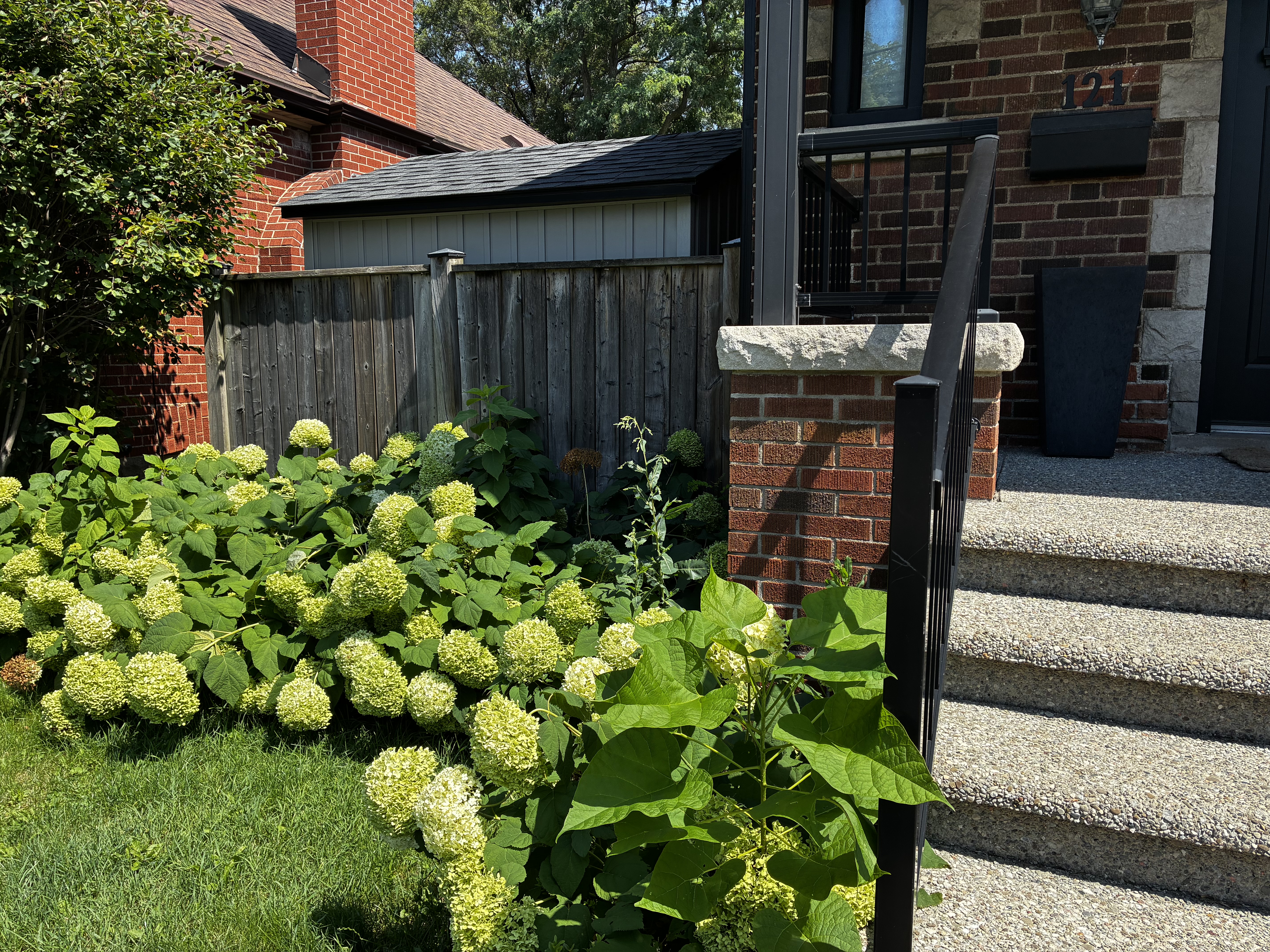 Hydrangeas on the left of a home