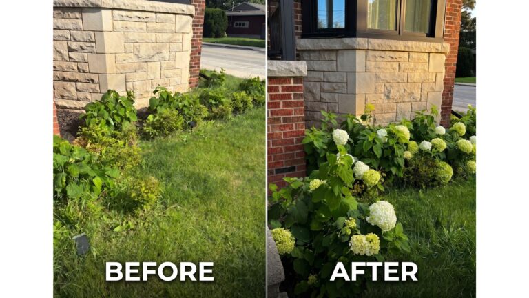 My Hydrangeas were dying, and it took a 20-minute Gemini conversation to fix them. This is how I used AI to help bring my flowers back to life
