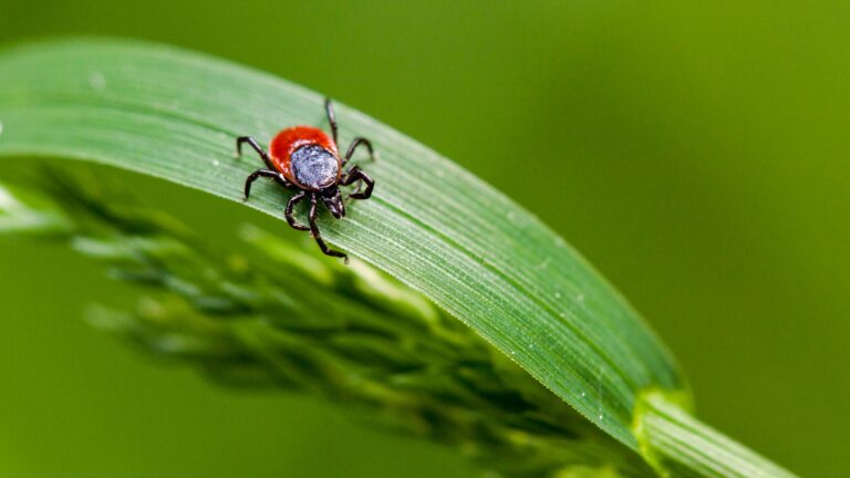 You Can Now Test Ticks for Lyme Disease-Causing Bacteria at Home