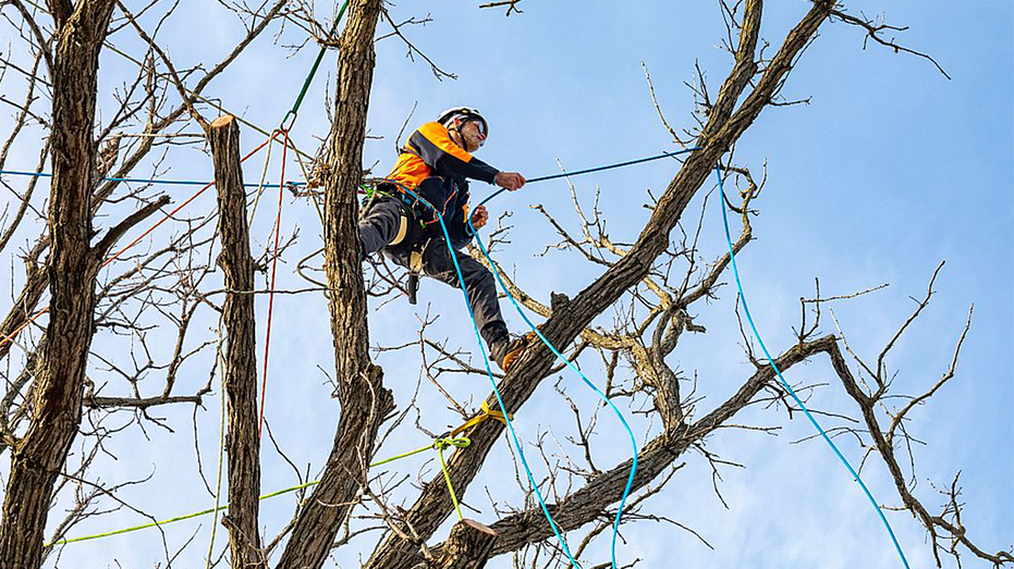 Arborist 
