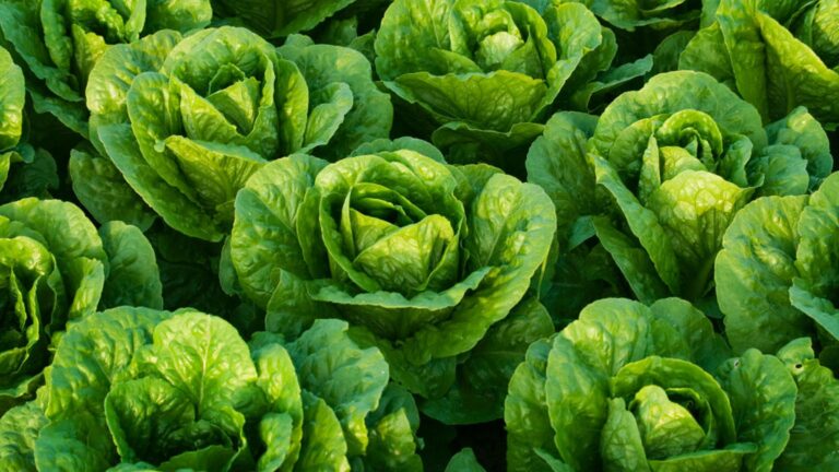 Here's What a Leading Lettuce Breeder Wants You to Know