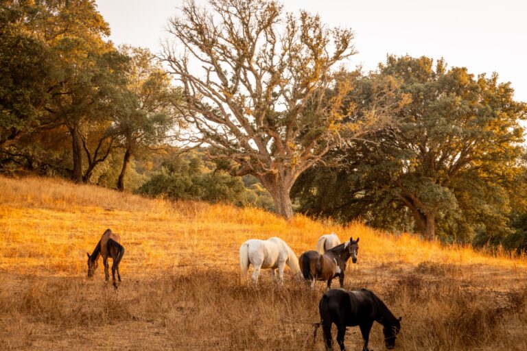 France Closes Its Hottest Summer in Millennia: What Tree Rings Actually Prove
