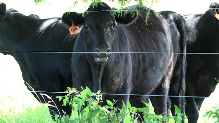 Beef cow on Tennessee racnh