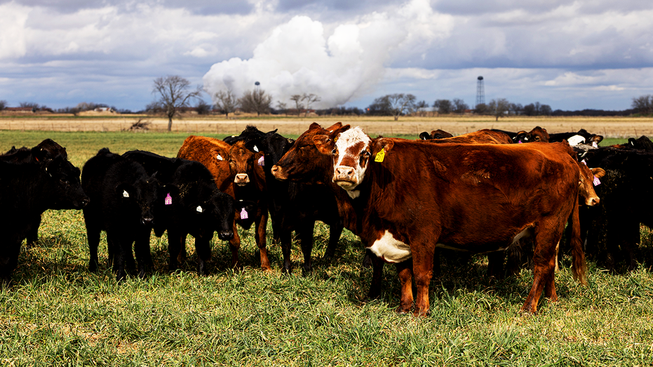 Herd of beef cattle grazing on open grassland.