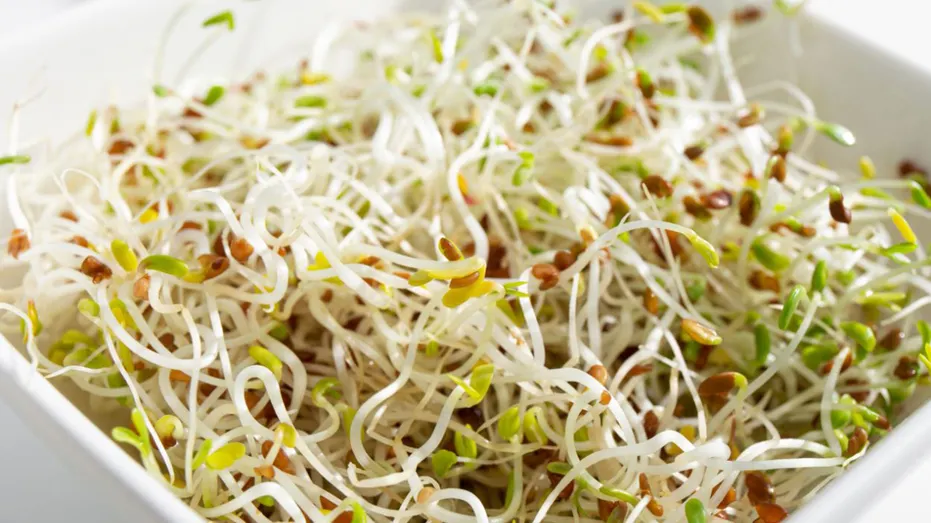 Alfalfa sprouts in a bowl