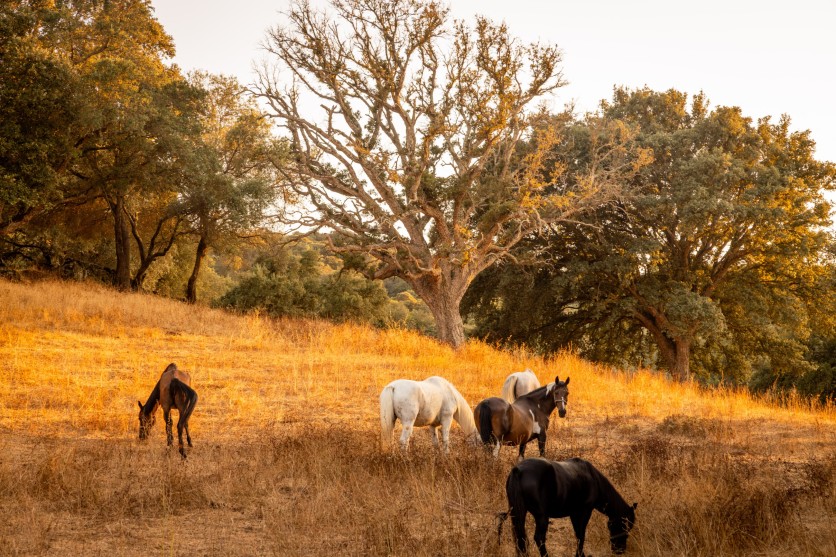 Horses Graze on Drought Affected Pasture