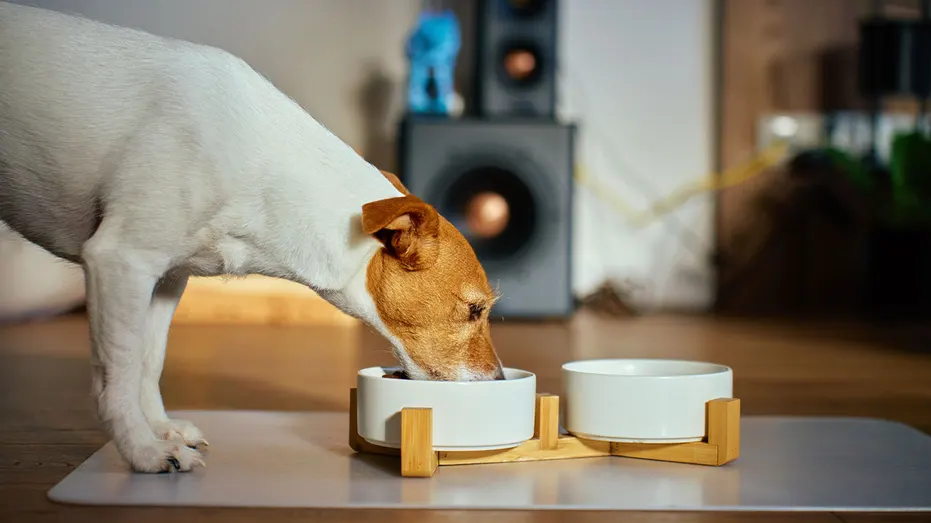 Dog eating food from a bowl inside a home.