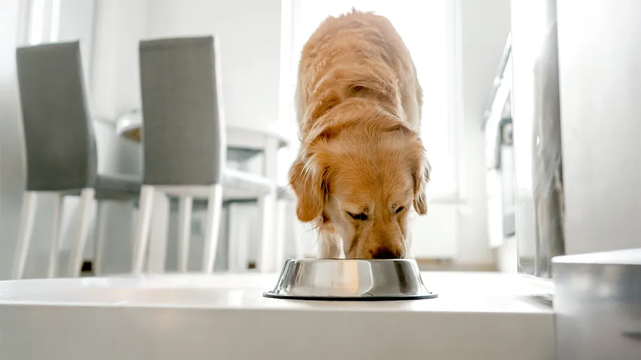 A dog eating.