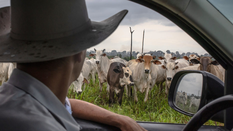 A rancher looks at cattle through a window.