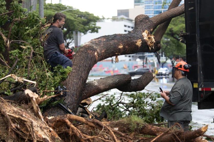 Workers cut fallen tree pieces front Hawaii