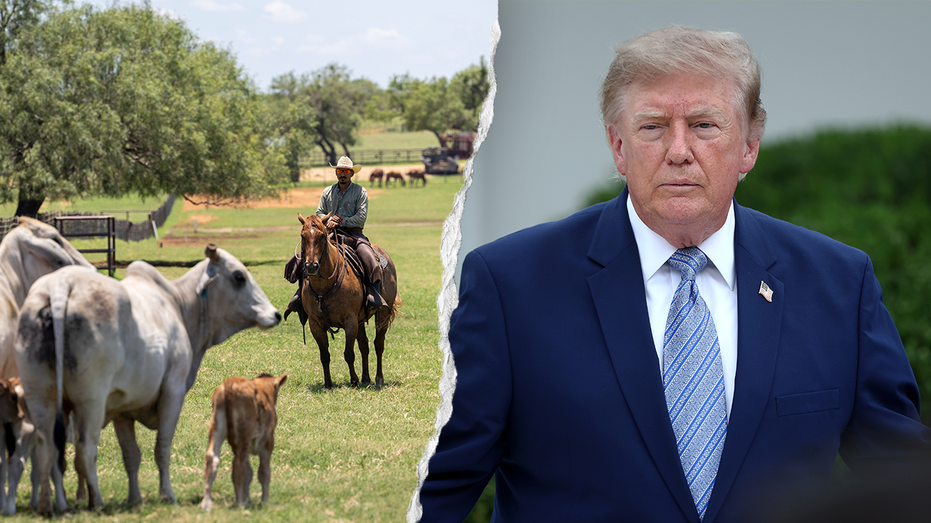 Cattle being herded on a ranch alongside Donald Trump speaking to guests in the Rose Garden.