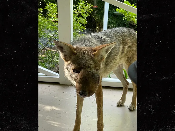 sub-Wendy-coyote-Wildlife-Care-of-Southern-California-2