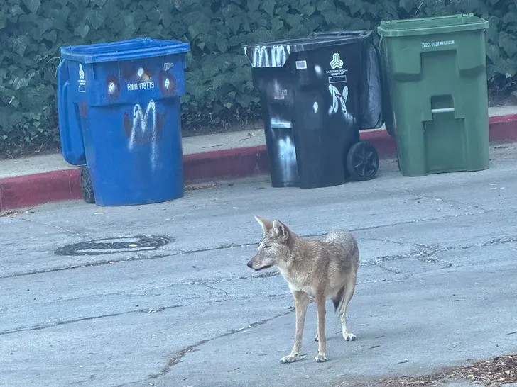 sub-Wendy-coyote-Wildlife-Care-of-Southern-California-1