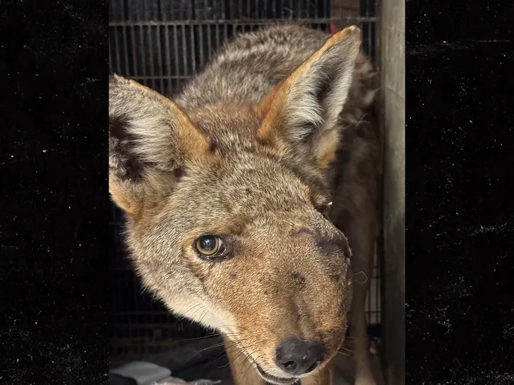 main-Wendy-coyote-Wildlife-Care-of-Southern-California-1