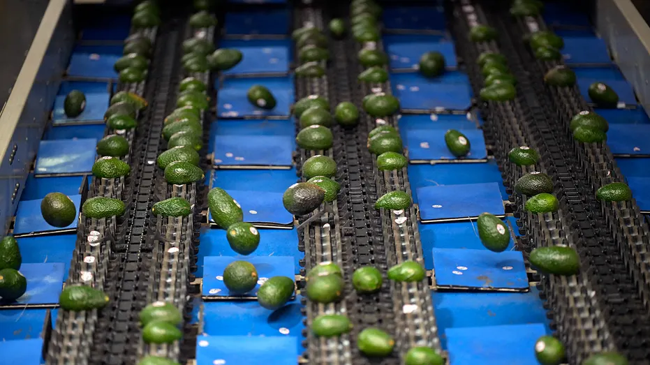 Avocados on the production line are seen at a packing plant
