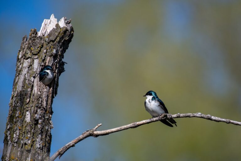 Canadian Smoke Delayed Songbird Nesting by 9 Days; Cornell Scientists Map Refugia
