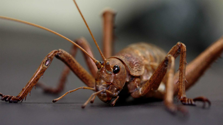 Giant Weta Beat Extinction: 11,000 Zoo-Bred Insects Produce 5 Wild Generations