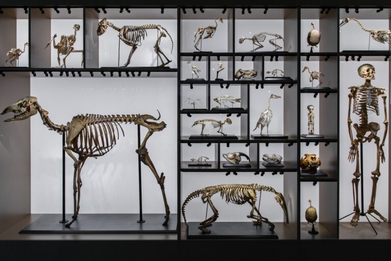 Ecology Journals Favor Vertebrates Despite 24 Years of Warnings, 1.38M-Paper Audit Finds