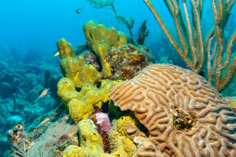 Nine Gulf of Alaska Sponge Species Named This Summer; Trawlers Had Already Hauled 8.8M Lbs