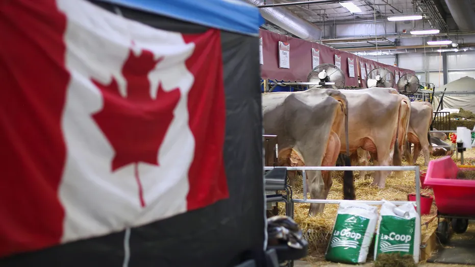 Cows are fed inside the exhibition hall as a Canadian flag is displayed nearby during the World Dairy Expo in Madison, Wisconsin, U.S., October 3, 2018.